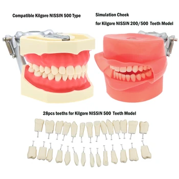 Zubné Zuby Model S Vymeniteľné 28pcs Zub Fit Kilgore NISSIN 500 A Gumy Simulácia Tvár Pre Zubár Vyučovania